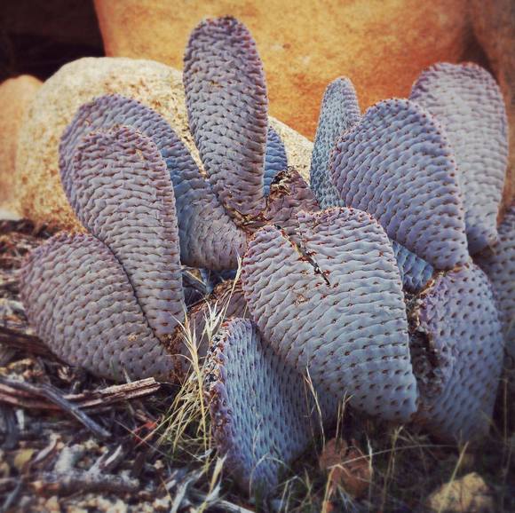 Meet your Posher, Melody - Picture 1 of 1